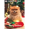 Doogy, Advent calendar for dogs: 168 g