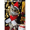 Doogy, Advent calendar for cats