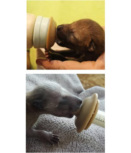 Tetinas Miracle Nipple, tetinas para cachorros y jeringas