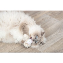 Trixie, Glace et cupcake