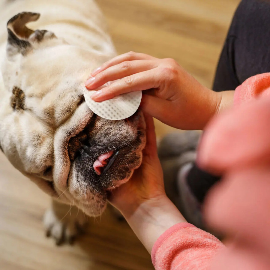 👉 Kit Soin Bouledogue Plis & Nez – Eye Envy | Peau & Truffe