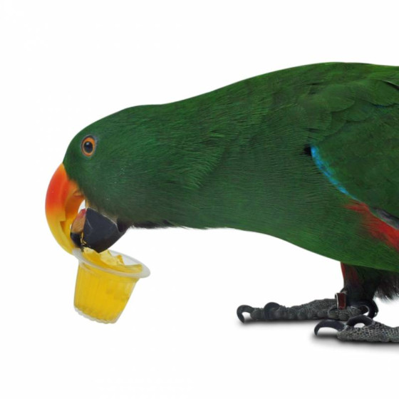 Back Zoo Nature 6 Coupes de Fruits Oiseaux Rongeurs