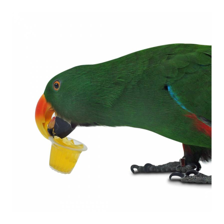 Back Zoo Nature 6 Coupes de Fruits Oiseaux Rongeurs