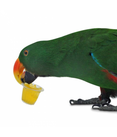 Back Zoo Nature 6 Coupes de Fruits Oiseaux Rongeurs