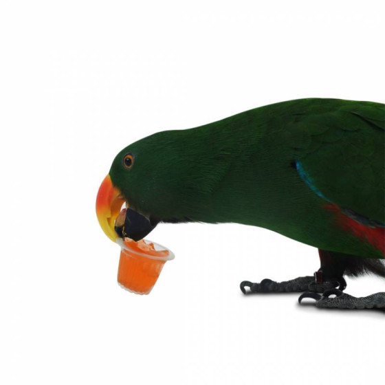 Zurück Zoo Natur Obstbecher Vögel Nagetiere 24
