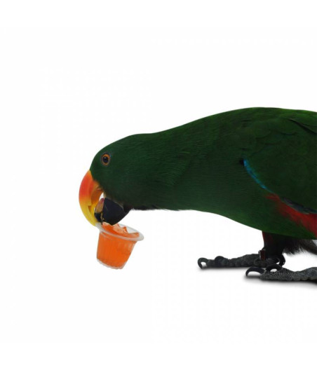Zurück Zoo Natur Obstbecher Vögel Nagetiere 24