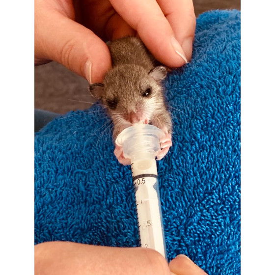 Tetinas de silicona AniMam, paquete de 2 (mini y midi) | Lactancia materna para bebés mamíferos