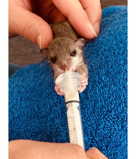 Tettarelle in silicone AniMam, confezione da 2 (mini e midi) | Allattamento al seno per cuccioli di mammifero