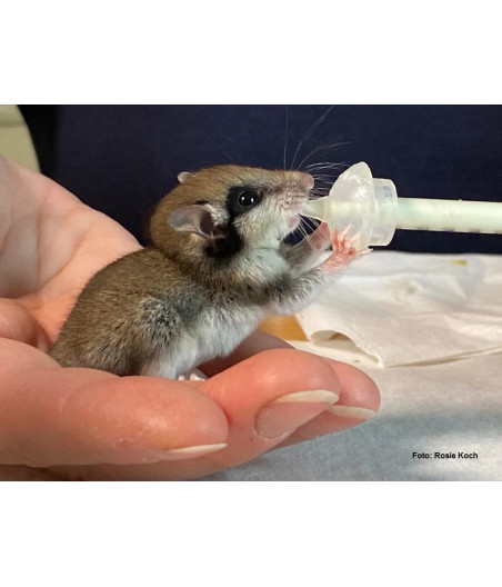 5 Tettarelle in silicone AniMam Midi | Allattamento al seno per cuccioli di mammifero