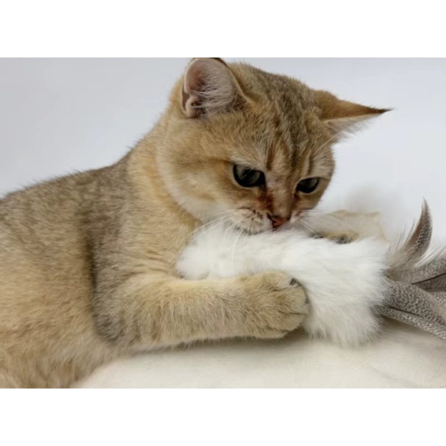 Giocattolo peloso a forma di gatto e coniglio con fischietto | Naturale 17 cm