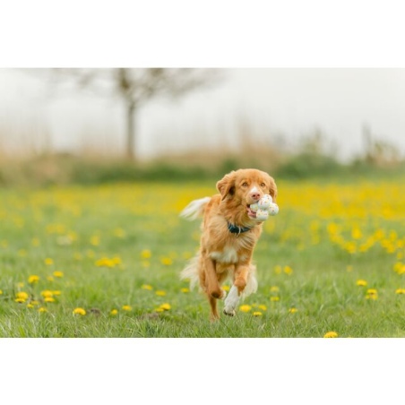Trixie, Palla per cani Trixie Light & Strong Bubble Ball, diametro 8 cm
