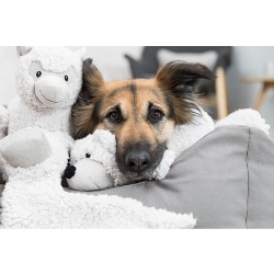 Trixie, Trixie 34877 Burro de peluche arrugado para perros, 40 cm