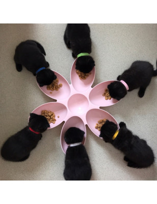 Gamelle pour 6 chiots ou chatons