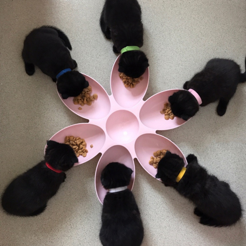 Gamelle pour 6 chiots ou chatons