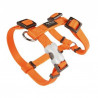 Red Dingo, Red Dingo, Basic adjustable harness orange