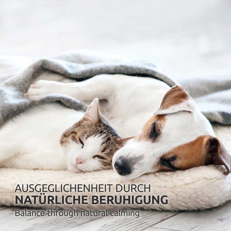 Bachblüten, Eisenkraut Nr. 31