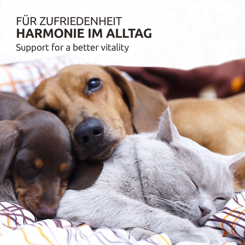 Bachblüten, Protest für Verhalten