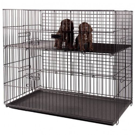 Cage d'exposition pour Chiens