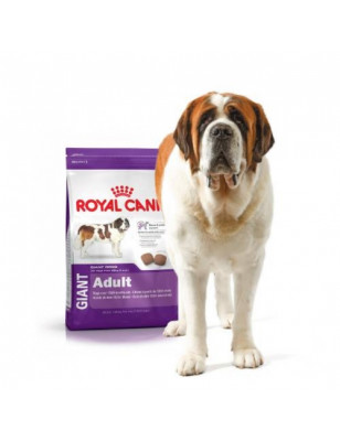 Sanicat, Royal Canin Giant Adult