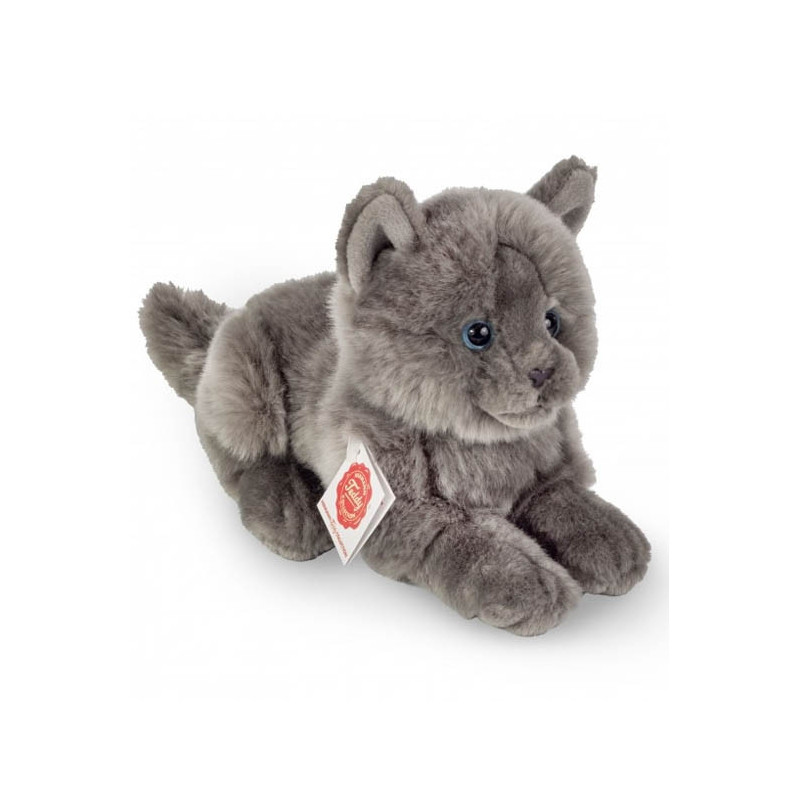 Hermann Teddy, Chartreux-Kätzchen