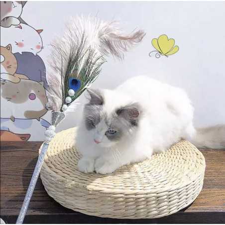 Piuma di gatto Cleopatra