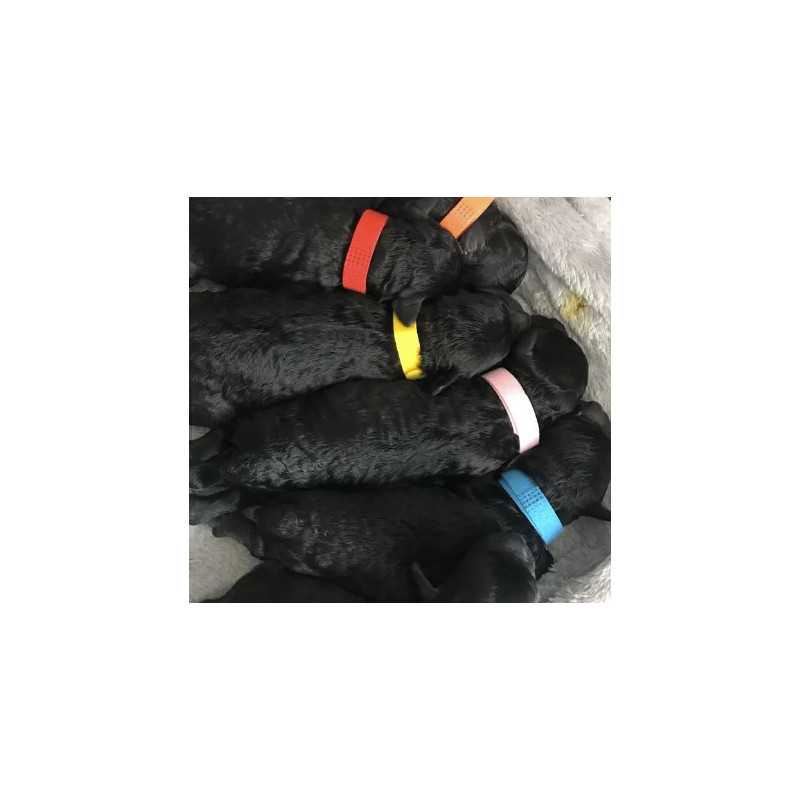 Collares de identificación para gatitos y cachorros