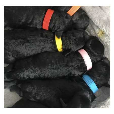 Colliers d'identification pour chatons et chiots