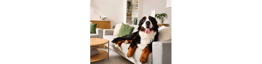 ZUHAUSE | Komfort, Betten und Accessoires für Hunde und Katzen | PETBEAUTYSTORE