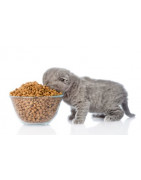 Cat food