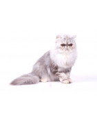 Alimento seco para gatos adultos