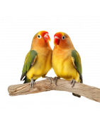 Uccelli: cibo, accessori e giocattoli | PetBeautyStore