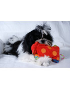 Jouets Pour chiens