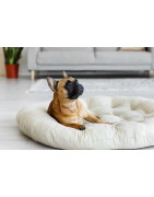 En mode cocooning pour chien et chat