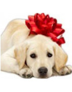 Christmas gifts for dogs