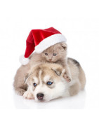 Weihnachtsleckereien für Ihr Haustier