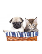 Accessories for dogs and cats at low prices