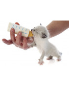 Biberons Tetines Et Seringues Pour Chiots Et Chatons
