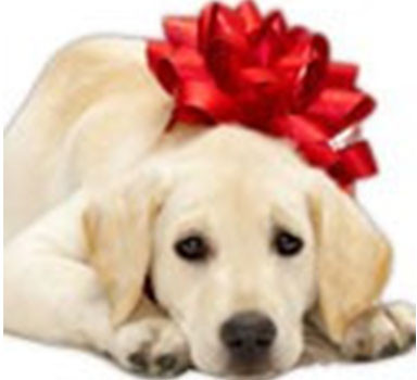 Cadeaux pour chiens