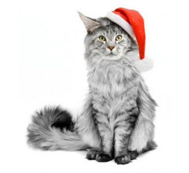 Gifts for cats