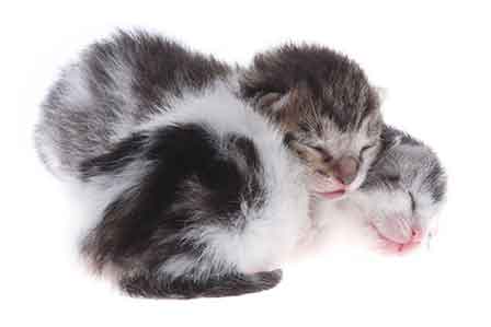 nouveaux-nés-chatons-blog.jpg