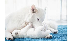 L'élevage canin et félin