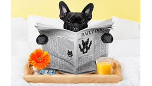 Actualités Pet Beauty Store