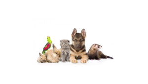 Prendre soin de son animal