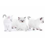 Chatons