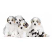 Chiots Berger Australien