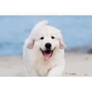 Chiot Golden Retriever