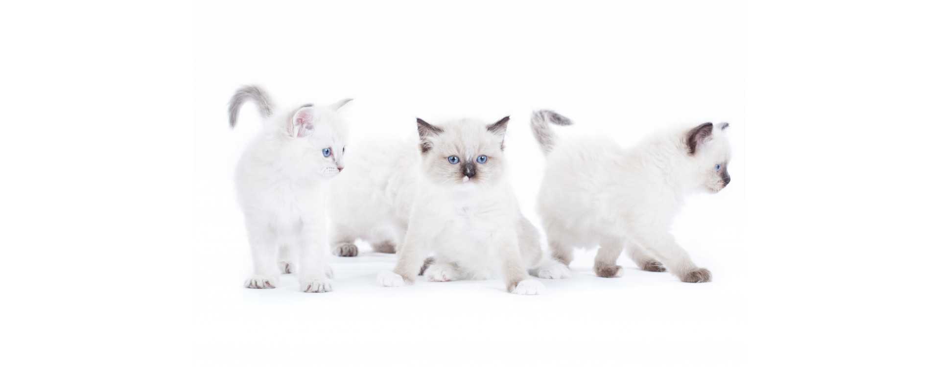 Noms de Chats par lettre