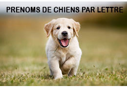 Noms de chiens par lettre