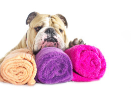 Guide 2025 du toilettage & bien-être chien/chat : routines, produits et conseils pros