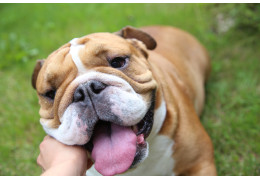 PLIS CUTANÉS DU BOULEDOGUE
